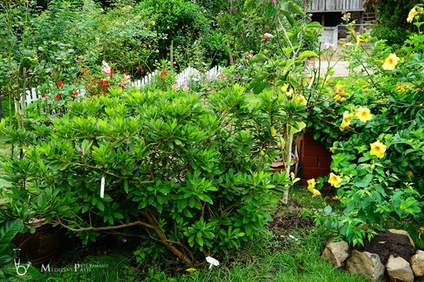 พาชมบ้านนอกและสวนของผม ในยามฝนแล้ง