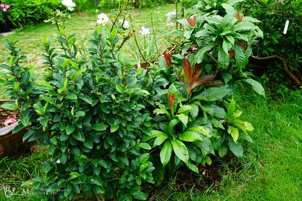 พาชมบ้านนอกและสวนของผม ในยามฝนแล้ง