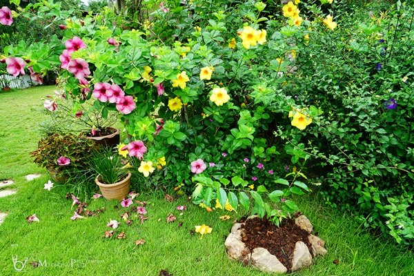 พาชมบ้านนอกและสวนของผม ในยามฝนแล้ง