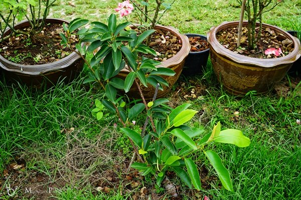 พาชมบ้านนอกและสวนของผม ในยามฝนแล้ง