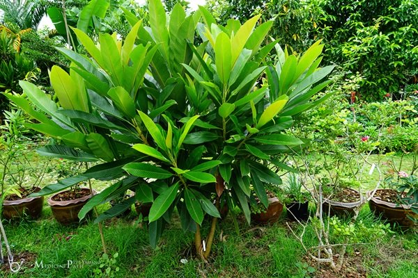 พาชมบ้านนอกและสวนของผม ในยามฝนแล้ง