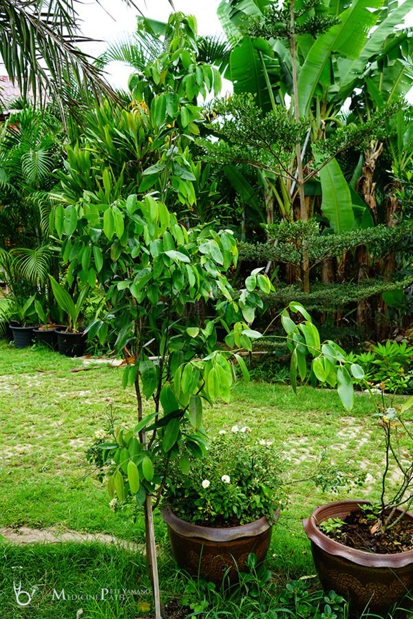 พาชมบ้านนอกและสวนของผม ในยามฝนแล้ง