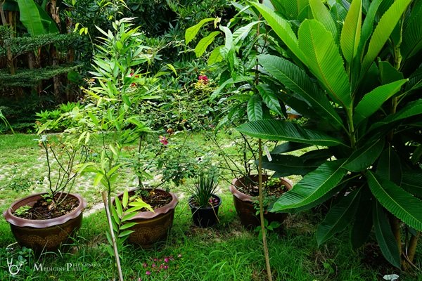 พาชมบ้านนอกและสวนของผม ในยามฝนแล้ง