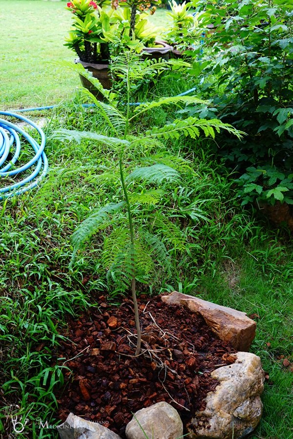 พาชมบ้านนอกและสวนของผม ในยามฝนแล้ง