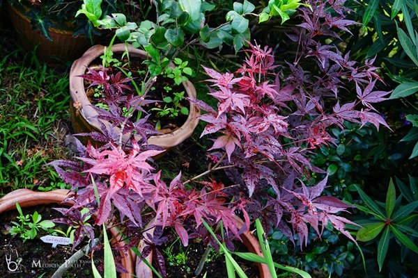 พาชมบ้านนอกและสวนของผม ในยามฝนแล้ง