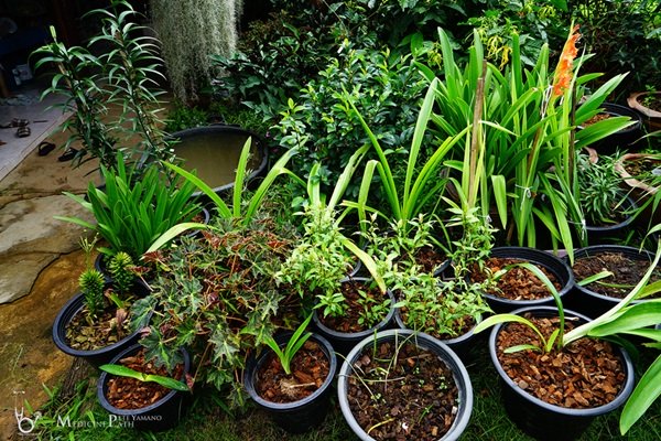 พาชมบ้านนอกและสวนของผม ในยามฝนแล้ง