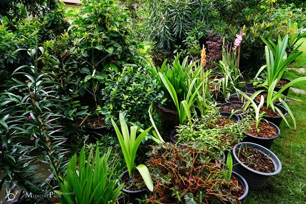 พาชมบ้านนอกและสวนของผม ในยามฝนแล้ง