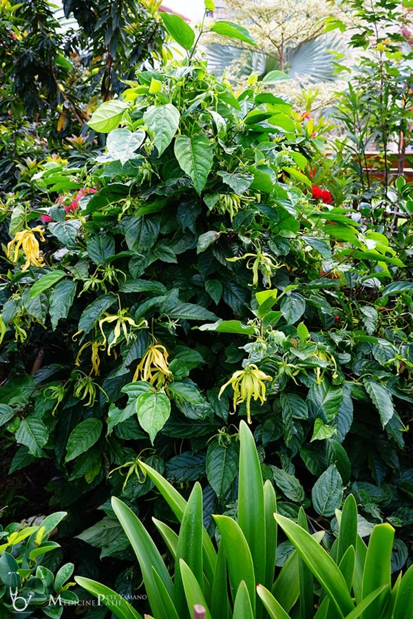 พาชมบ้านนอกและสวนของผม ในยามฝนแล้ง