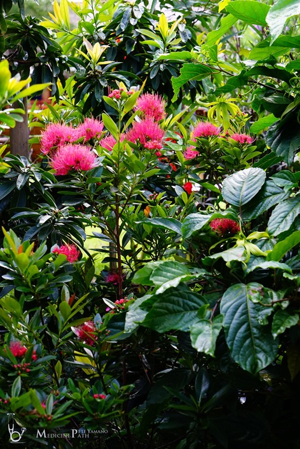 พาชมบ้านนอกและสวนของผม ในยามฝนแล้ง