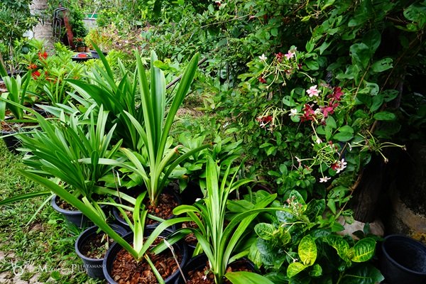 พาชมบ้านนอกและสวนของผม ในยามฝนแล้ง