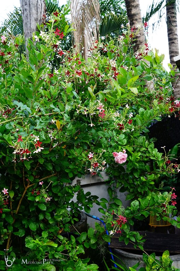 พาชมบ้านนอกและสวนของผม ในยามฝนแล้ง