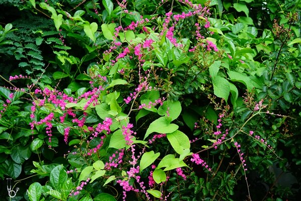 พาชมบ้านนอกและสวนของผม ในยามฝนแล้ง