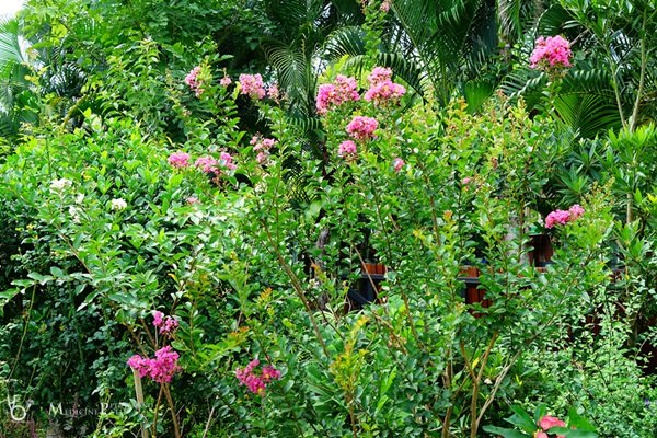 พาชมบ้านนอกและสวนของผม ในยามฝนแล้ง