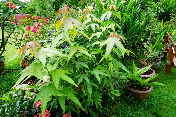 พาชมบ้านนอกและสวนของผม ในยามฝนแล้ง