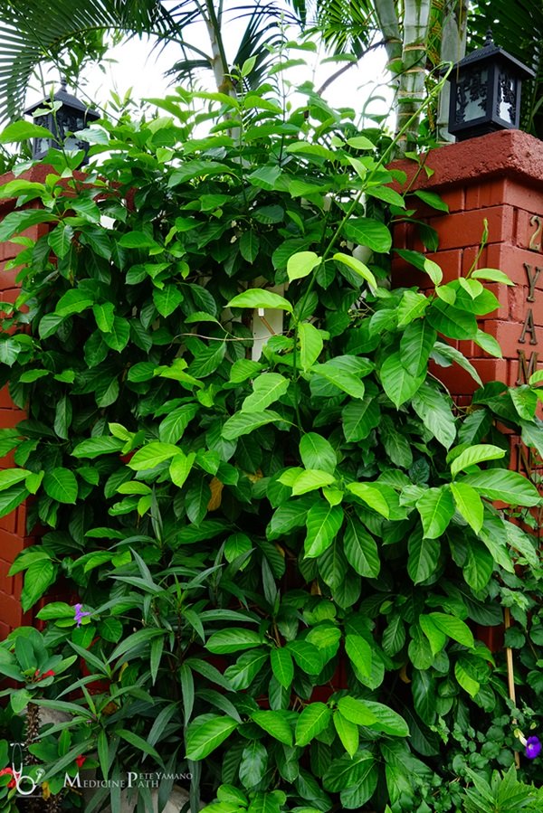 พาชมบ้านนอกและสวนของผม ในยามฝนแล้ง