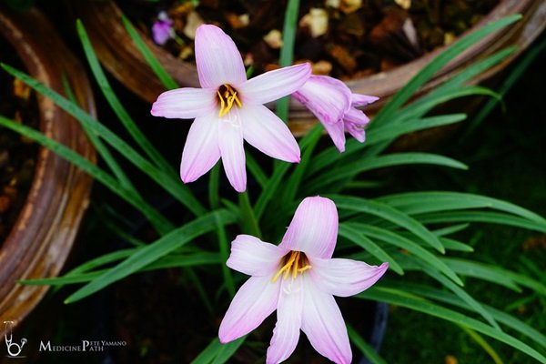 พาชมบ้านนอกและสวนของผม ในยามฝนแล้ง