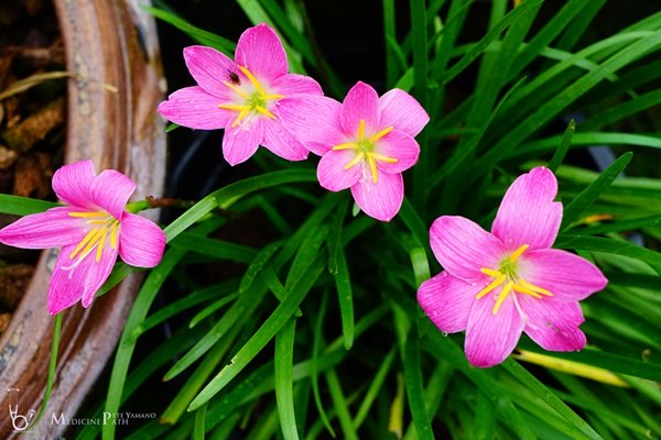 พาชมบ้านนอกและสวนของผม ในยามฝนแล้ง