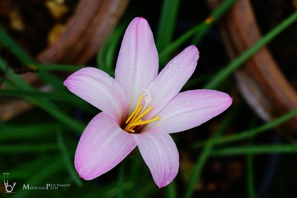 พาชมบ้านนอกและสวนของผม ในยามฝนแล้ง