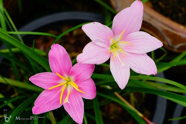 พาชมบ้านนอกและสวนของผม ในยามฝนแล้ง