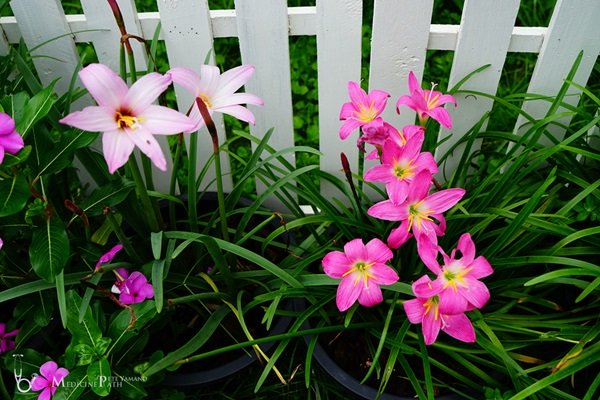 พาชมบ้านนอกและสวนของผม ในยามฝนแล้ง