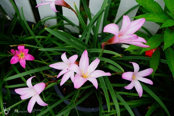 พาชมบ้านนอกและสวนของผม ในยามฝนแล้ง