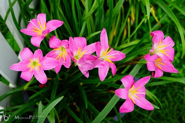 พาชมบ้านนอกและสวนของผม ในยามฝนแล้ง