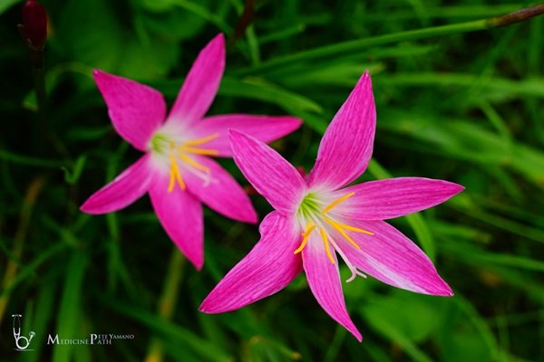 พาชมบ้านนอกและสวนของผม ในยามฝนแล้ง