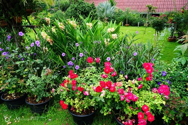 พาชมบ้านนอกและสวนของผม ในยามฝนแล้ง