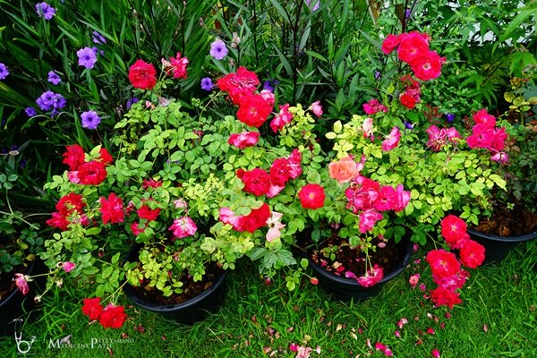 พาชมบ้านนอกและสวนของผม ในยามฝนแล้ง