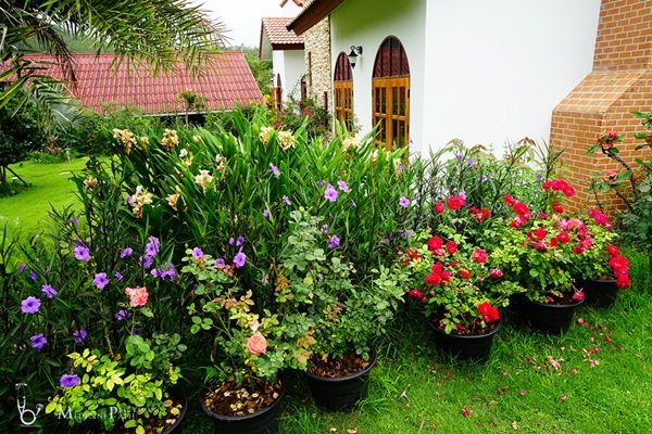 พาชมบ้านนอกและสวนของผม ในยามฝนแล้ง