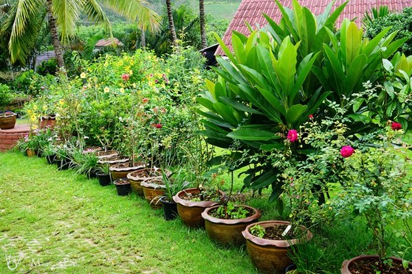 พาชมบ้านนอกและสวนของผม ในยามฝนแล้ง