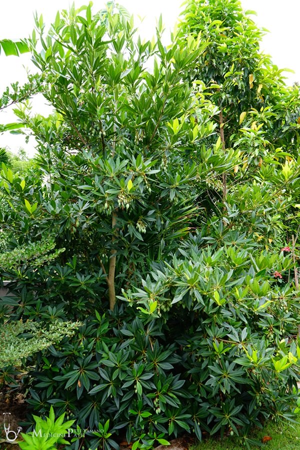 พาชมบ้านนอกและสวนของผม ในยามฝนแล้ง