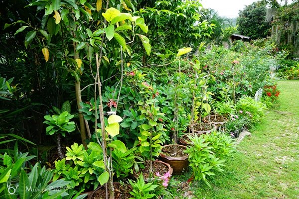 พาชมบ้านนอกและสวนของผม ในยามฝนแล้ง