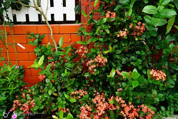 พาชมบ้านนอกและสวนของผม ในยามฝนแล้ง