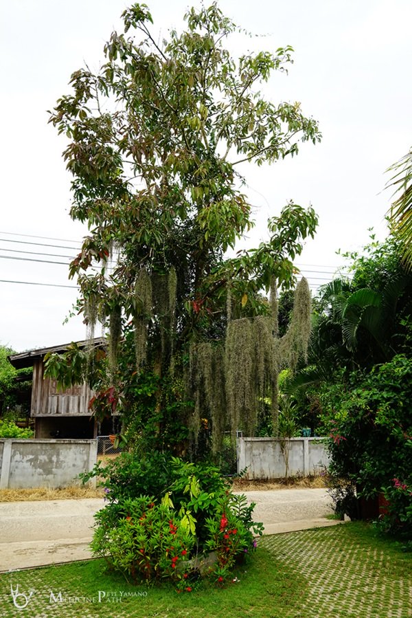 พาชมบ้านนอกและสวนของผม ในยามฝนแล้ง