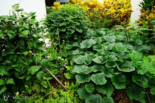 พาชมบ้านนอกและสวนของผม ในยามฝนแล้ง