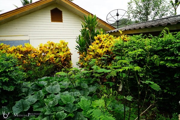 พาชมบ้านนอกและสวนของผม ในยามฝนแล้ง