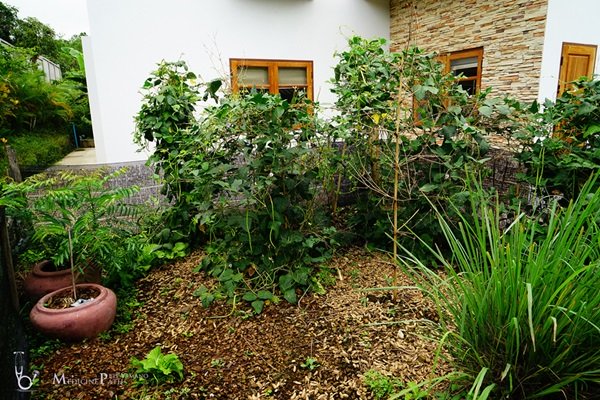 พาชมบ้านนอกและสวนของผม ในยามฝนแล้ง