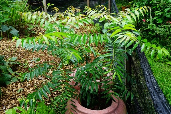 พาชมบ้านนอกและสวนของผม ในยามฝนแล้ง