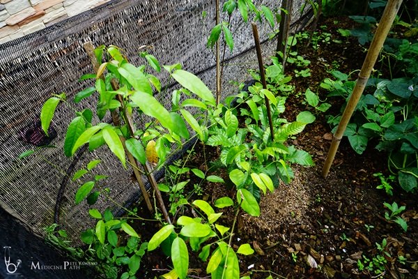 พาชมบ้านนอกและสวนของผม ในยามฝนแล้ง