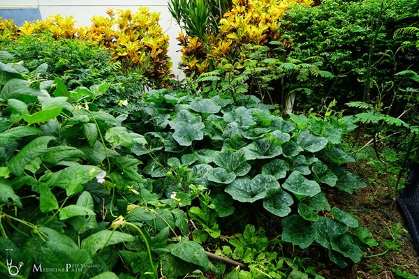 พาชมบ้านนอกและสวนของผม ในยามฝนแล้ง