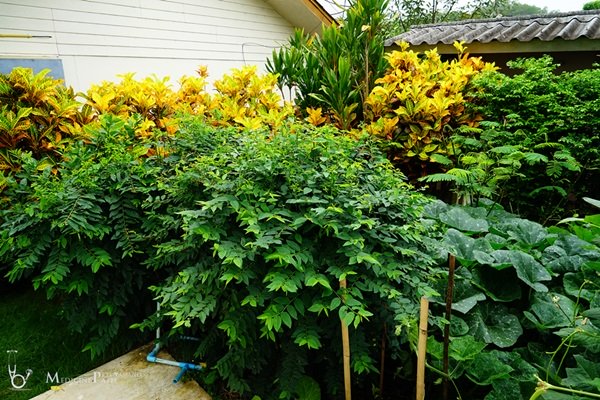 พาชมบ้านนอกและสวนของผม ในยามฝนแล้ง