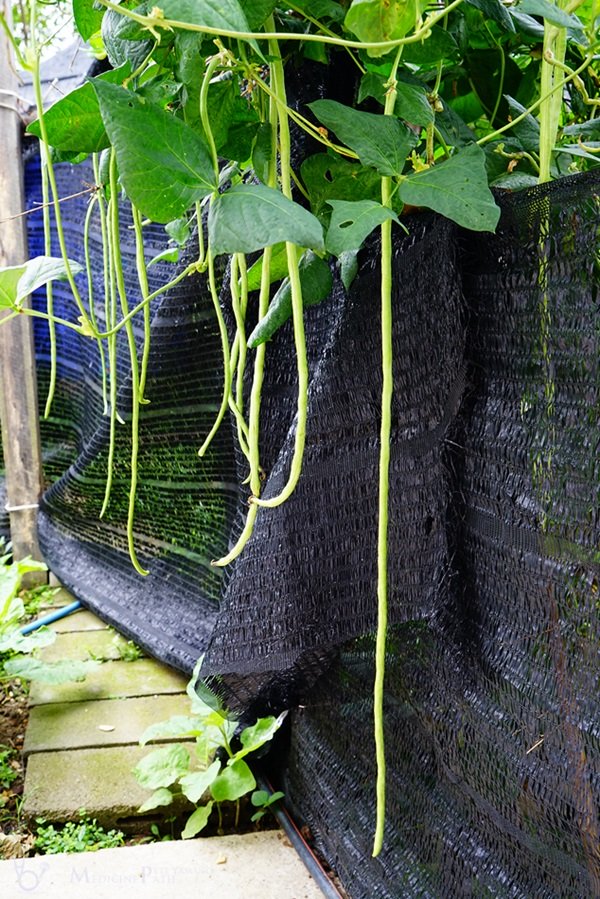 พาชมบ้านนอกและสวนของผม ในยามฝนแล้ง