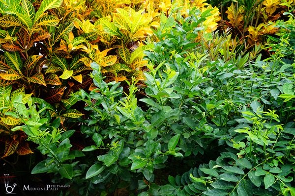 พาชมบ้านนอกและสวนของผม ในยามฝนแล้ง