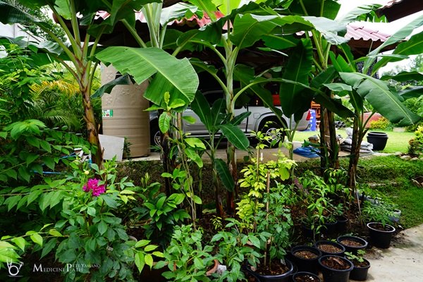 พาชมบ้านนอกและสวนของผม ในยามฝนแล้ง