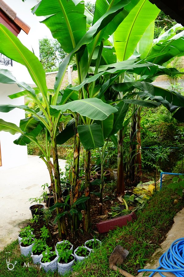 พาชมบ้านนอกและสวนของผม ในยามฝนแล้ง