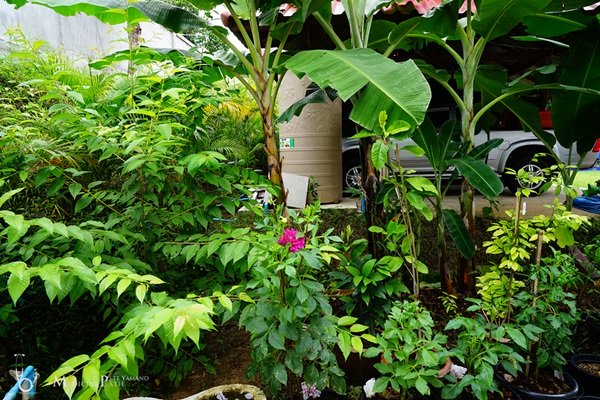 พาชมบ้านนอกและสวนของผม ในยามฝนแล้ง