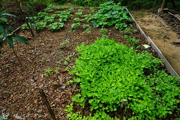 พาชมบ้านนอกและสวนของผม ในยามฝนแล้ง