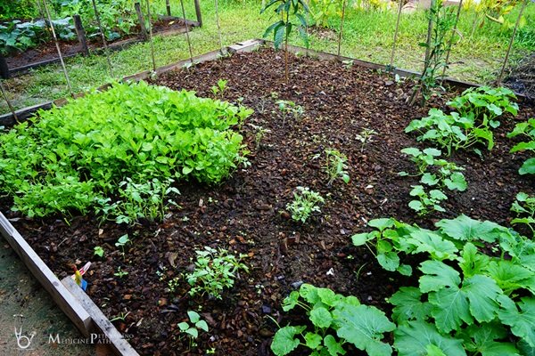 พาชมบ้านนอกและสวนของผม ในยามฝนแล้ง