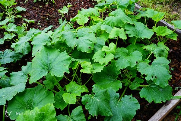 พาชมบ้านนอกและสวนของผม ในยามฝนแล้ง